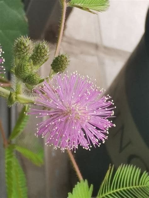 10種不吉利的花|10種「不吉利」的花，讓你家「霉運連連」，看看你家有沒有！？。